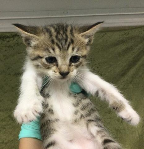 SALLY - Domestic Long Hair available for adoption