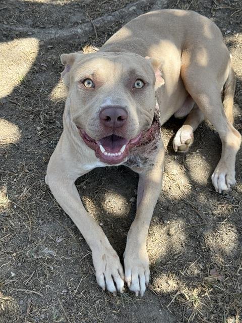PEGASUS - Pit Bull Terrier available for adoption