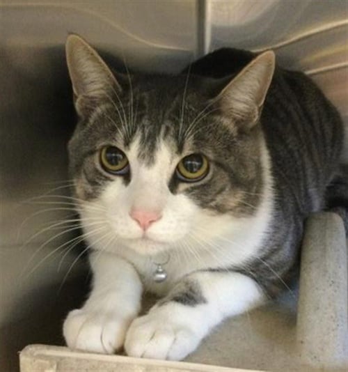 WINTER - Domestic Short Hair available for adoption