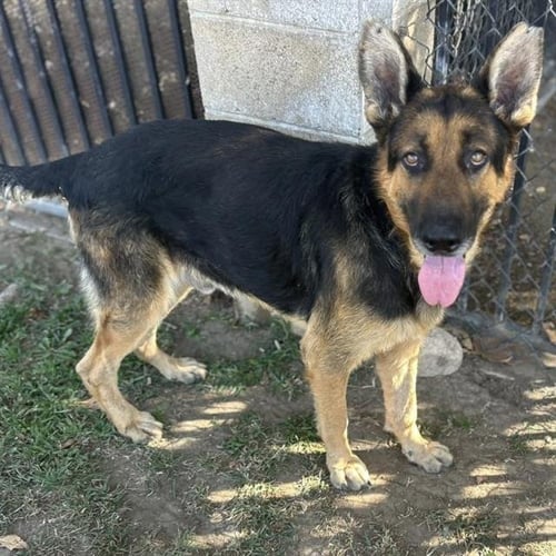 ROCKY - German Shepherd Dog available for adoption