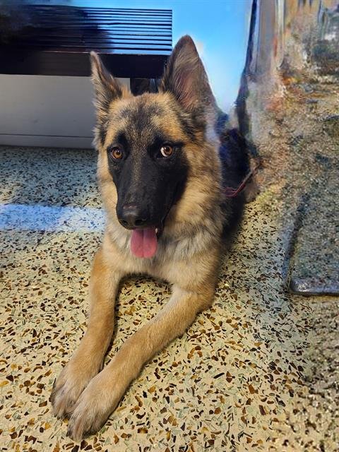 BLOSSOM - German Shepherd Dog available for adoption
