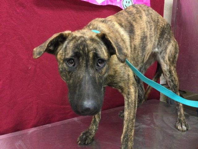 CARLY - Belgian Shepherd Malinois available for adoption