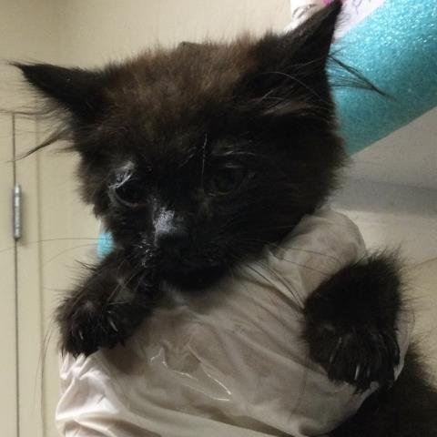 JUNE - Domestic Short Hair available for adoption