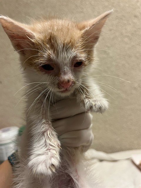 MAMI - Domestic Short Hair available for adoption
