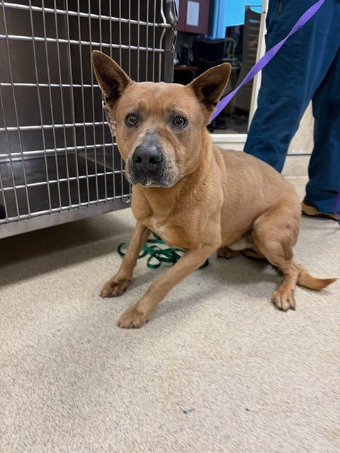 TUCCO - Pit Bull Terrier available for adoption
