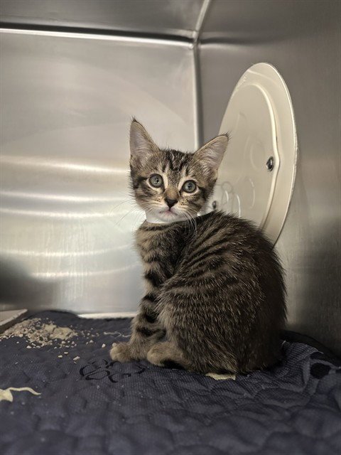 ALMA - Domestic Short Hair available for adoption