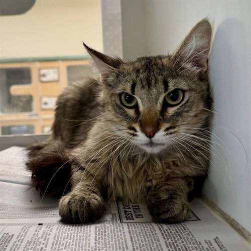 TIGRE - Domestic Short Hair available for adoption