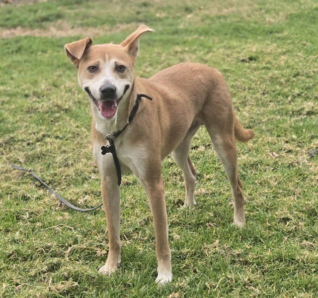 KOBE - Australian Cattle Dog/Blue Heeler available for adoption