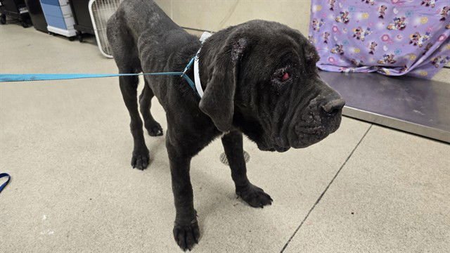 COOKIE - Cane Corso Mastiff available for adoption