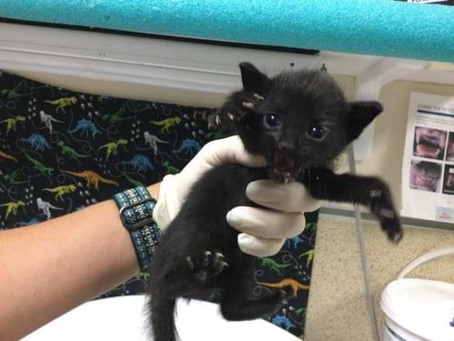 A1926851 - Domestic Short Hair available for adoption