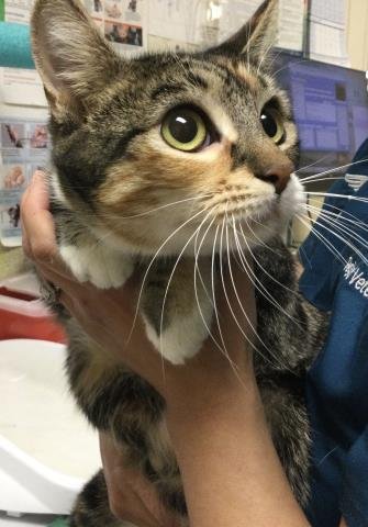 MIA - Domestic Short Hair available for adoption