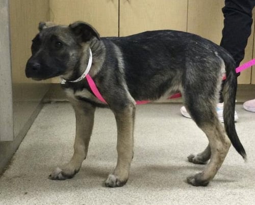 BUTTERFLY - German Shepherd Dog available for adoption