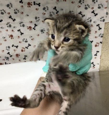 A1936150 - Domestic Short Hair available for adoption