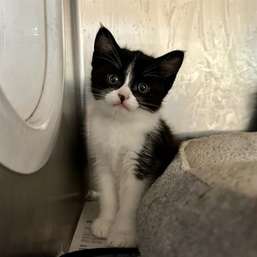 JAKE - Domestic Short Hair available for adoption