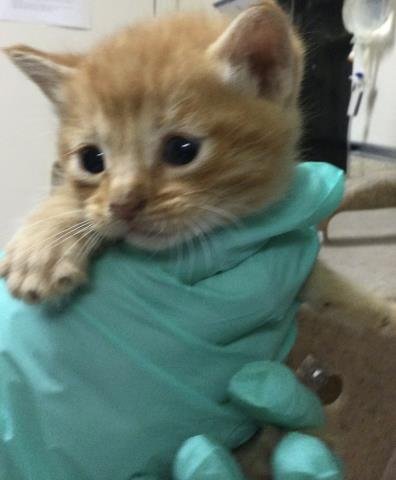 A1914274 - Domestic Short Hair available for adoption