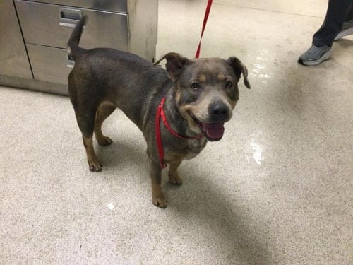 PATCHES - Pit Bull Terrier available for adoption