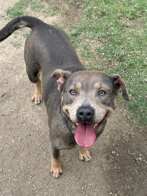 PATCHES - Pit Bull Terrier available for adoption