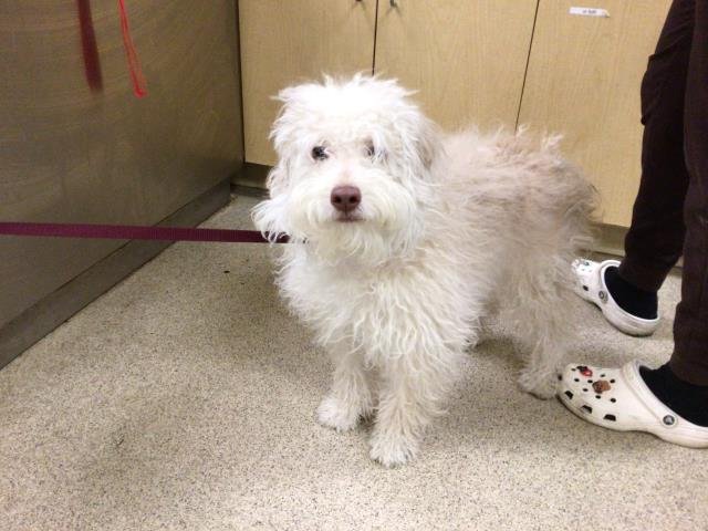 RAMEN - Maltese / Poodle (Toy) available for adoption