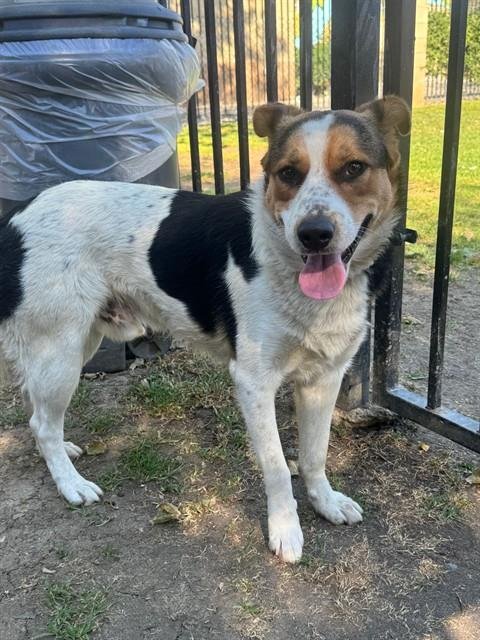 PINKY - Border Collie available for adoption