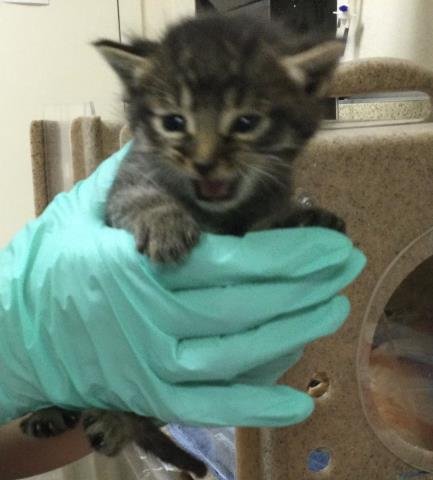 A1914272 - Domestic Short Hair available for adoption