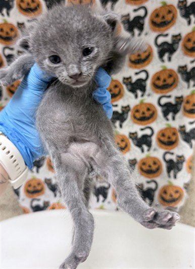 BISCUIT - Domestic Short Hair available for adoption