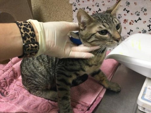 MINY - Domestic Short Hair available for adoption