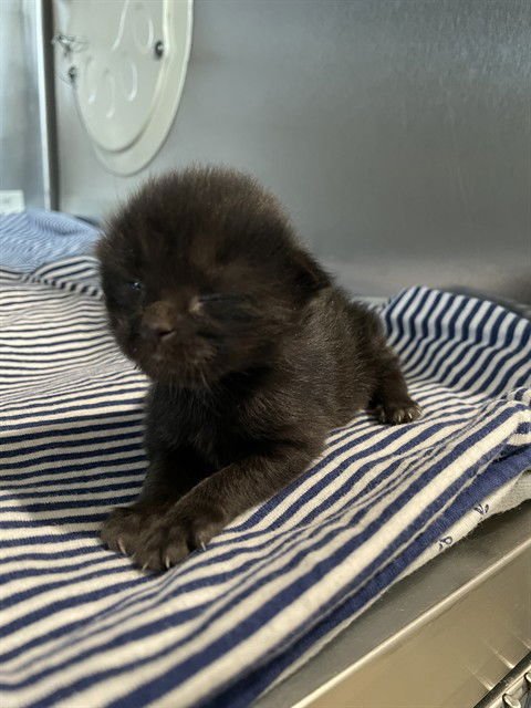 VELVET - Domestic Short Hair available for adoption