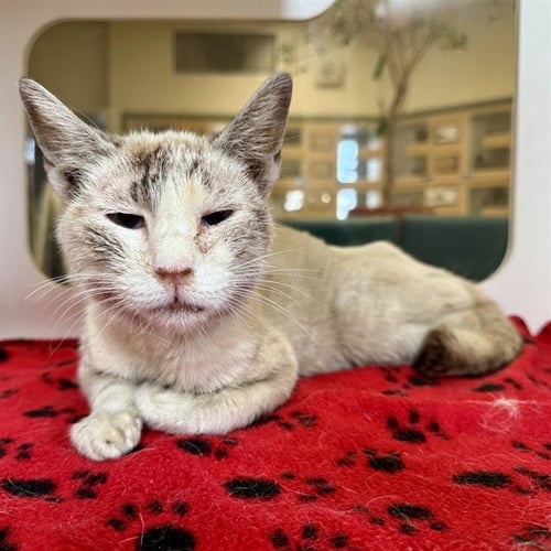 SUE - Domestic Short Hair available for adoption