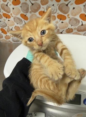 CHEDDAR - Domestic Short Hair available for adoption