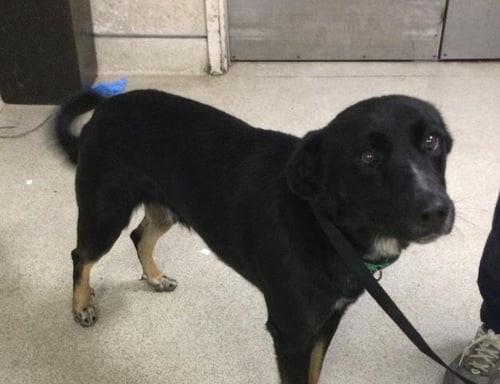 MICRO - German Shepherd Dog available for adoption
