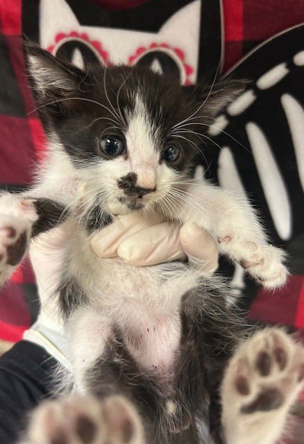 IGOR - Domestic Short Hair available for adoption