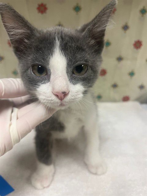 SKYLINE - Domestic Short Hair available for adoption