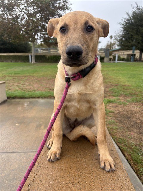 ALMOND - Chinese Shar-Pei available for adoption
