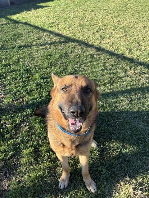 PHOENIX - German Shepherd Dog available for adoption