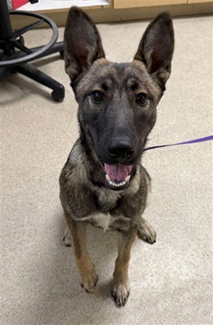 XENA - German Shepherd Dog available for adoption