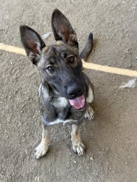 XENA - Photo 1
