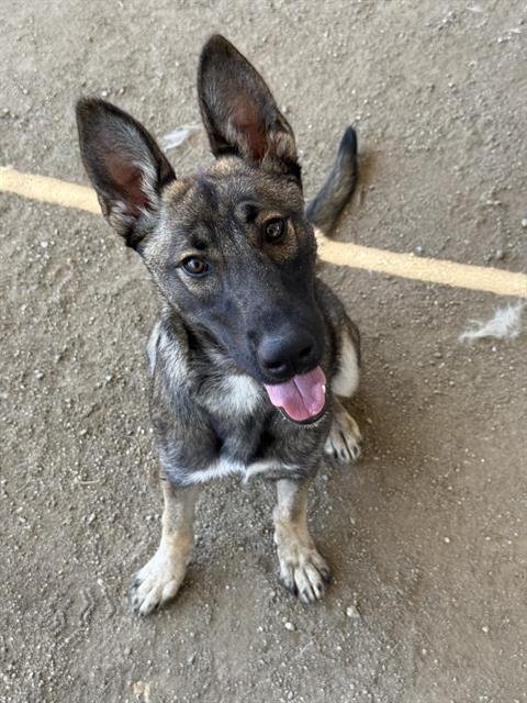 XENA - German Shepherd Dog available for adoption