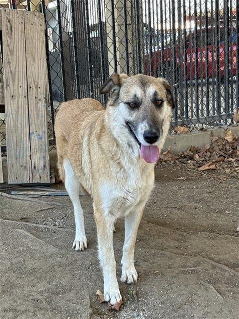 MATILDA - German Shepherd Dog available for adoption
