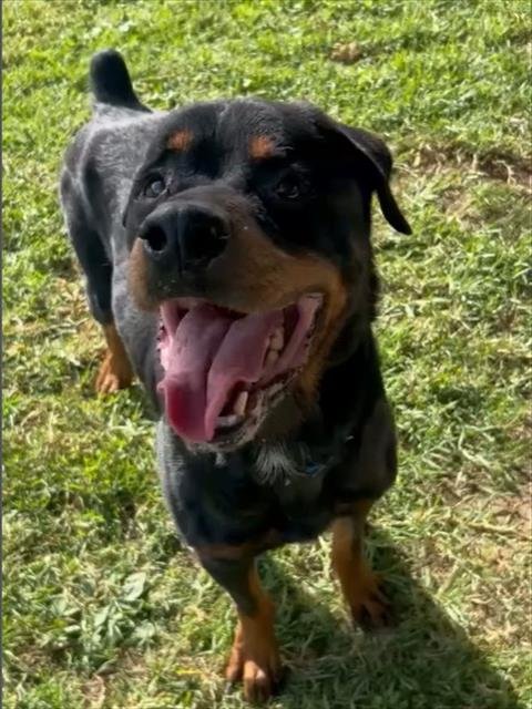 LEMON - Rottweiler available for adoption