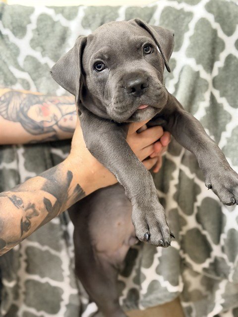 BAKED POTATO - Pit Bull Terrier available for adoption