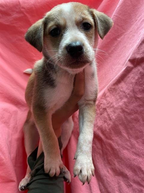 FRANKIE - Pit Bull Terrier available for adoption