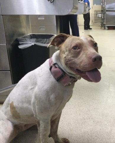 BUFFY - Pit Bull Terrier available for adoption