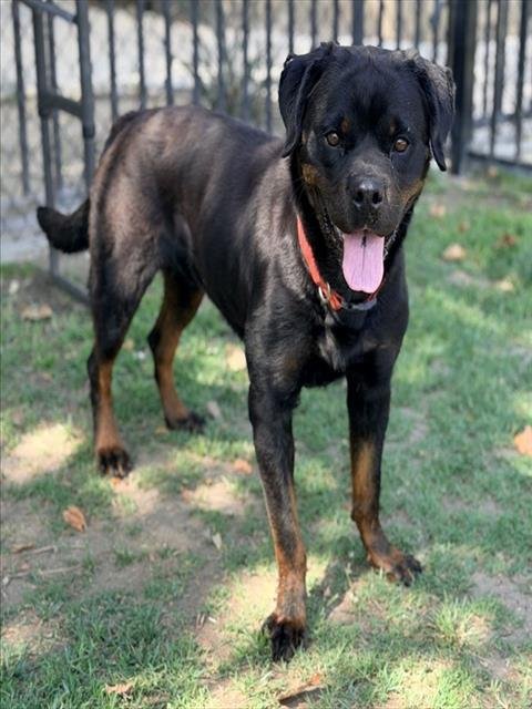 POSTY - Rottweiler available for adoption