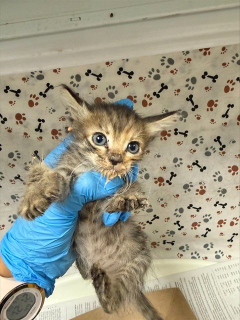 PLUTO - Domestic Short Hair available for adoption