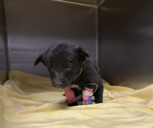 MILLIE - Belgian Shepherd Malinois available for adoption