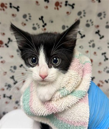 A1934680 - Domestic Short Hair available for adoption