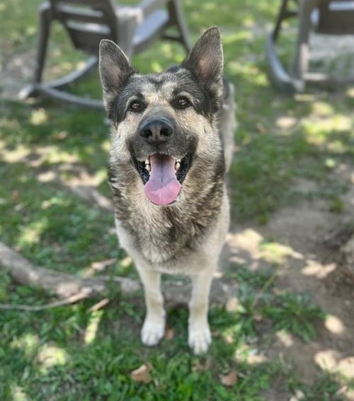 BISCUIT - German Shepherd Dog available for adoption