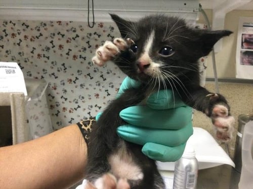 A1934925 - Domestic Short Hair available for adoption