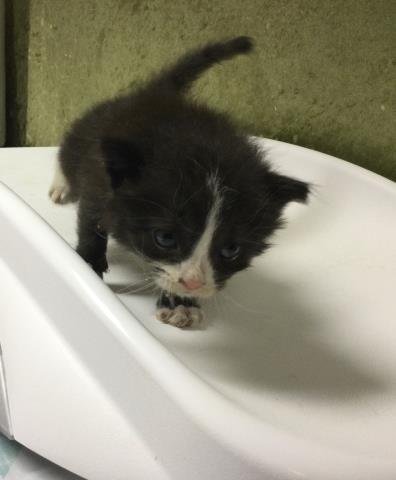 RONNIE - Domestic Short Hair available for adoption