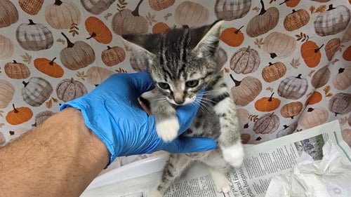 KETA - Domestic Short Hair available for adoption